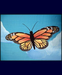 Butterfly Garden