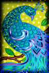 Peacock Splendor